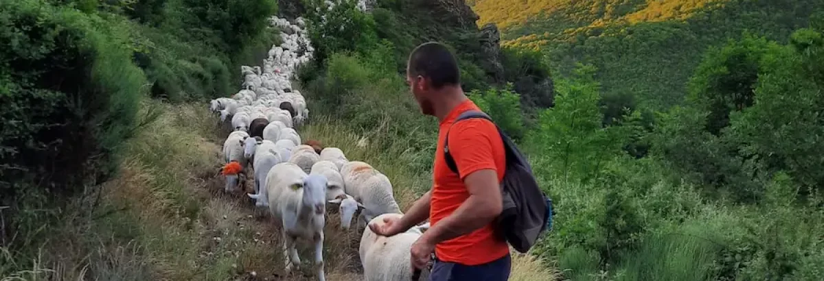 Le berger avec ses brebis sur la voie romaine à Rosis